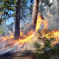 waldbrand_artenvielfalt